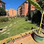 Sunny View Cacao *